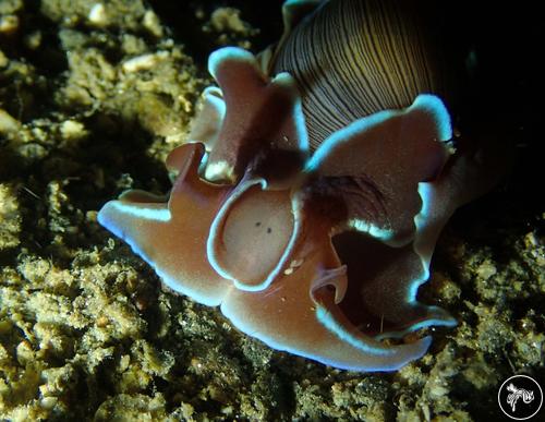 Hydatina physis from Romblon, Philippines