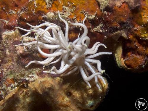 Phyllodesmium briareum from Philippines