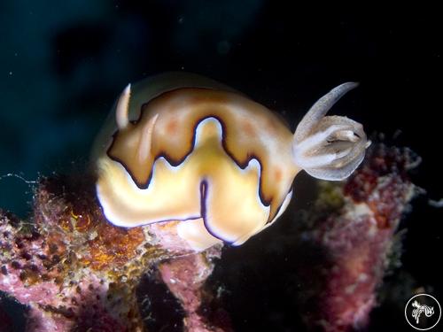 Goniobranchus coi from Philippines