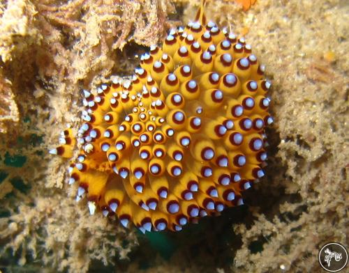 Janolus sp. from Kenya