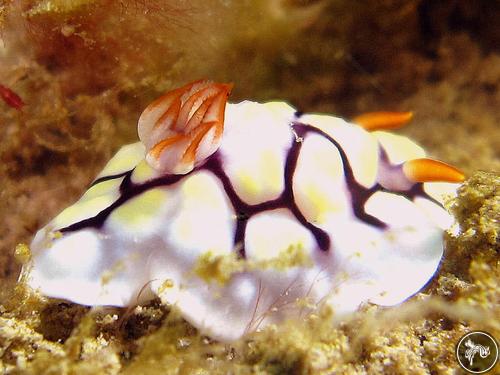 Goniobranchus conchyliatus from Kenya