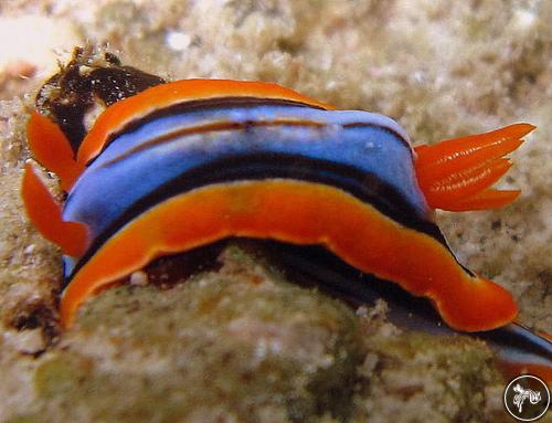 Chromodoris hamiltoni from Kenya