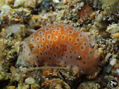 Dendrodoris guttata from Romblon, Philippines