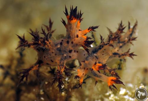 Dendronotus regius from Romblon, Philippines