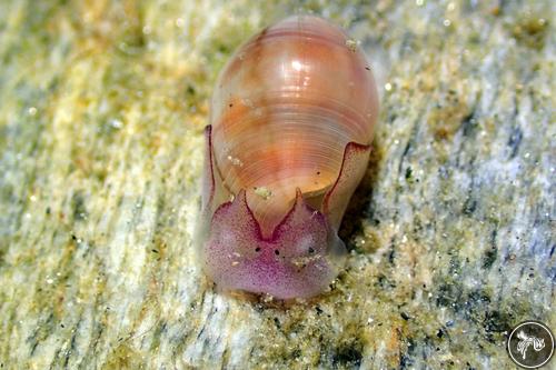 Atys naucum from Romblon, Philippines