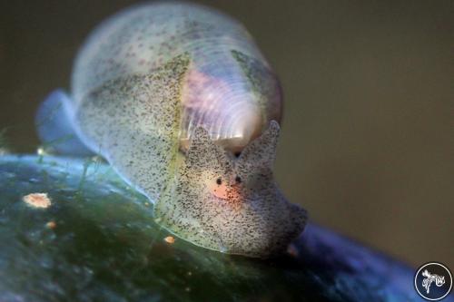 Atys semistriatus from Romblon, Philippines