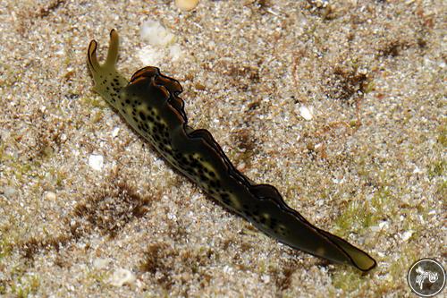 Elysia ornata from Israel