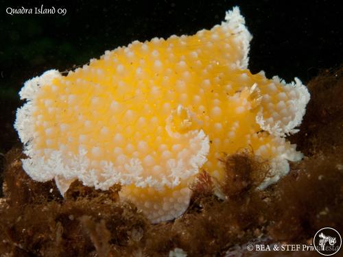 Tochuina gigantea from Canada