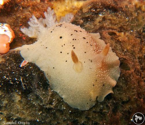 Peltodoris nobilis from Canada