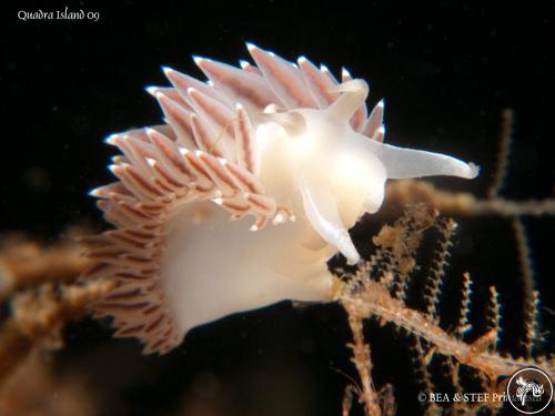 Flabellina trophina from Canada