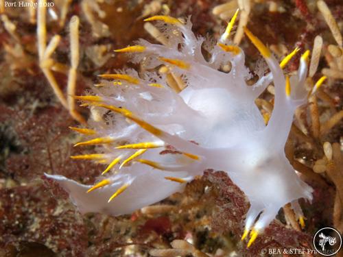 Dendronotus diversicolor from Port Hardy, Canada