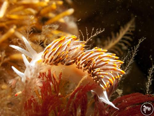 Hermissenda crassicornis from Canada