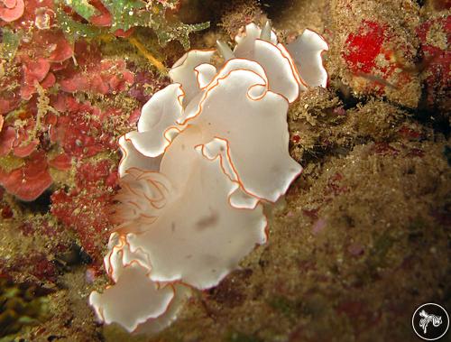 Glossodoris sp. from Mayotte