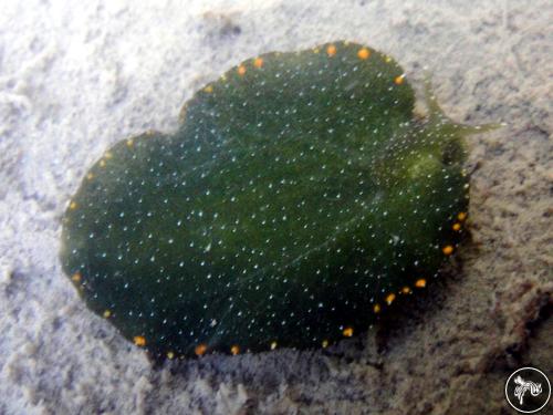 Elysia bangtawaensis from Andaman & Nicobar Islands, India