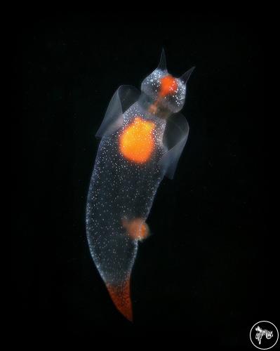 Clione limacina from Norway, Norway