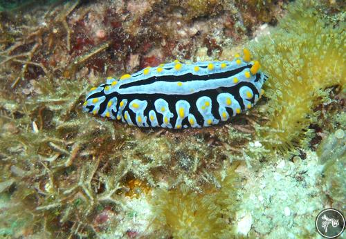 Phyllidia varicosa from Kenya