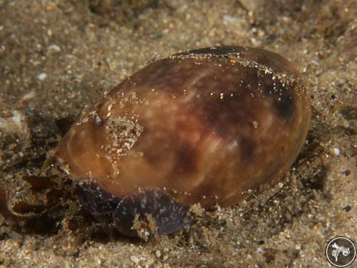 Bulla punctulata from Sydney, Australia