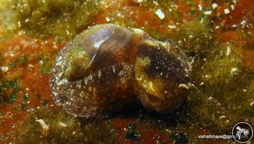 Smaragdinella calyculata from Ratnagiri, India