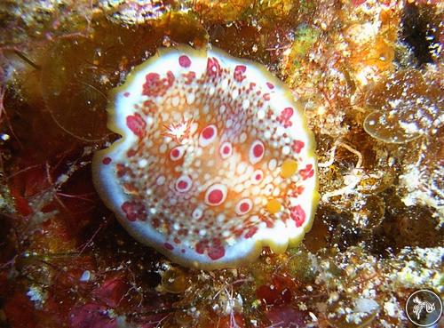 Goniobranchus tinctorius from USA