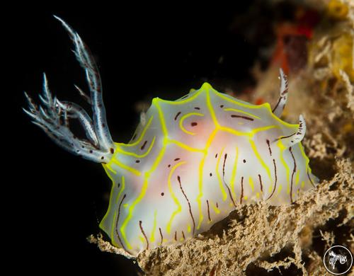 Halgerda elegans from French Polynesia