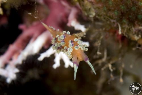 Flabellina hamanni from Netherlands Antilles