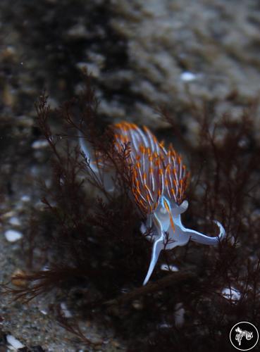 Hermissenda crassicornis from USA