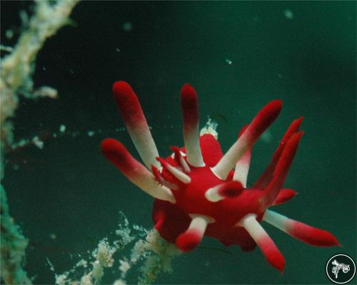 Okenia nakamotoensis from Malaysia