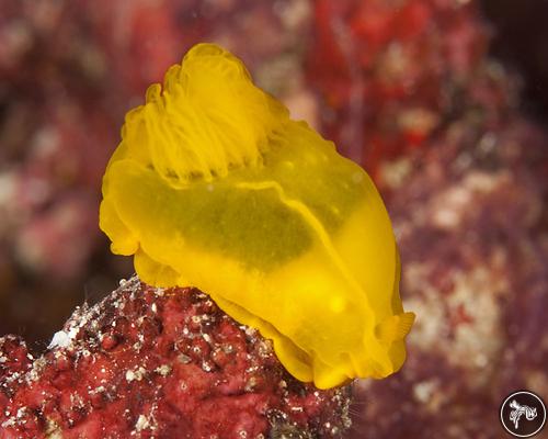 Gymnodoris subflava from Indonesia