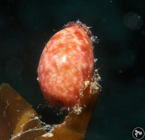 Bulla sp. from Watamu, Kenya