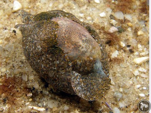 Haminoea alfredensis from Cape Town, South Africa