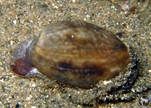 Bulla quoyii from Nelson Bay, Australia