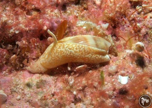 Marginella sp. from Watamu, Kenya