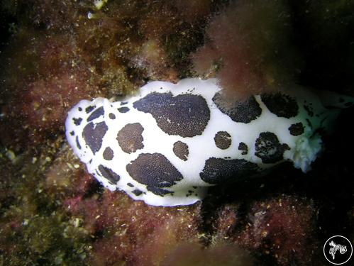 Peltodoris atromaculata from Italy