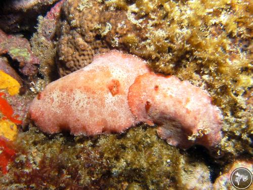 Platydoris angustipes from Brazil