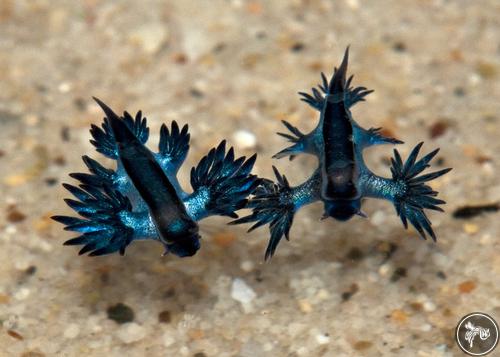 Glaucus marginatus from Nelson Bay, Australia