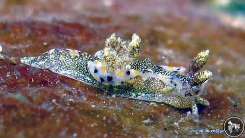 Goniodoris joubini from Ratnagiri, India