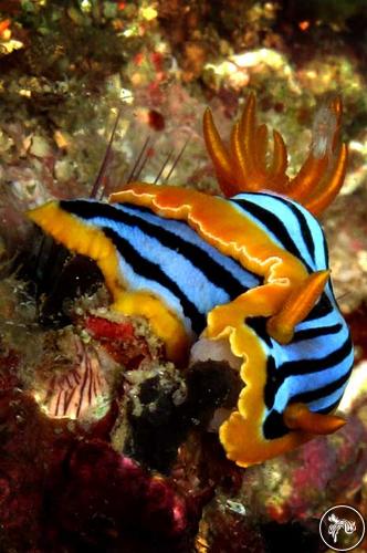 Chromodoris elisabethina from Indonesia