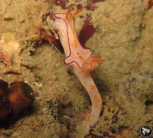 Ceratosoma trilobatum from Thailand