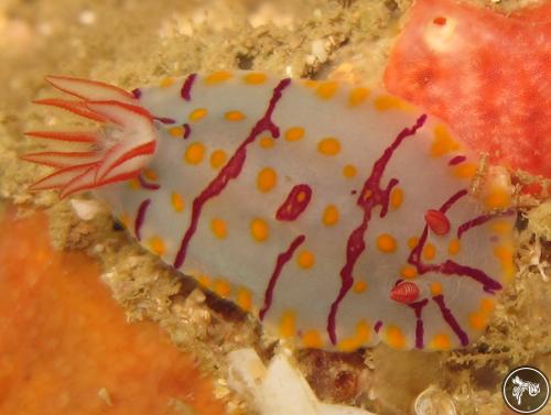 Hypselodoris zebrina from Thailand