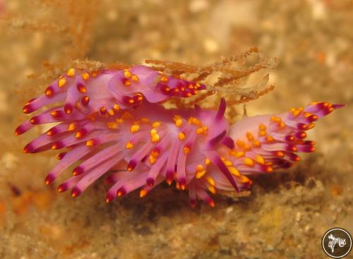 Trinchesia sibogae from Thailand