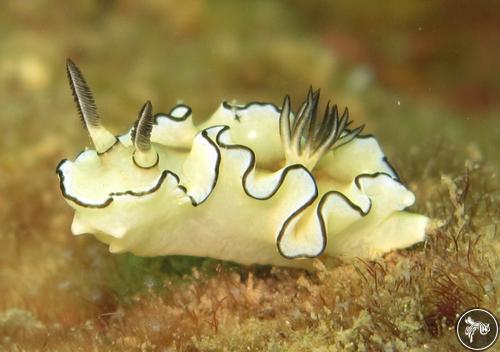 Doriprismatica atromarginata from Thailand