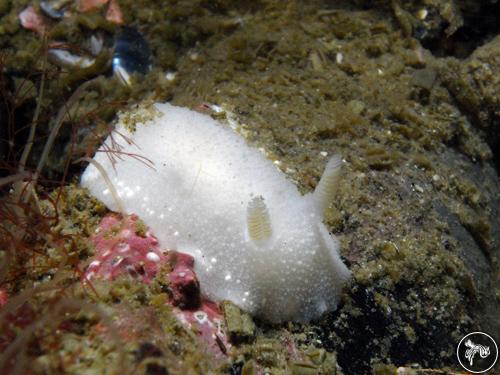 Cadlina laevis from Russia