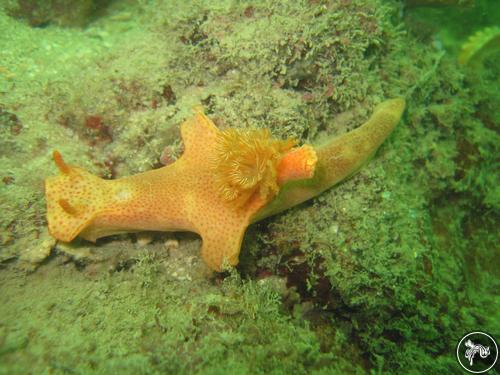 Ceratosoma gracillimum from Singapore