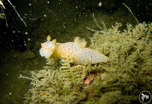 Gymnodoris impudica from Singapore