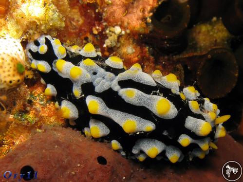 Phyllidia varicosa from Philippines