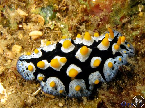 Phyllidia picta from Philippines