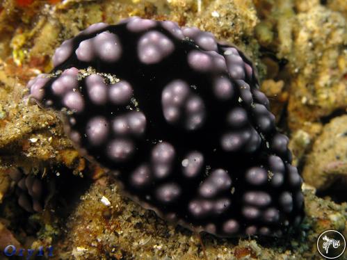 Phyllidiella nigra from Philippines