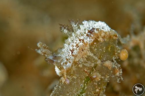 Ancula sp. from Nuweiba, Egypt