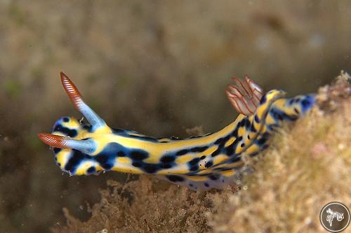 Hypselodoris infucata from Egypt