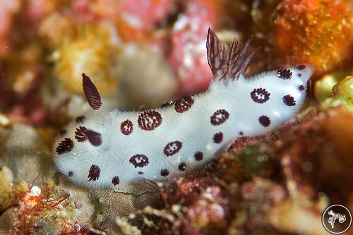 Jorunna funebris from Egypt